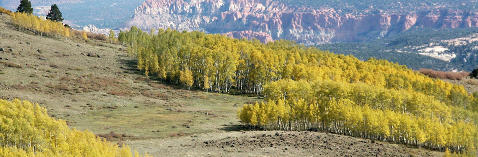 Panoramic view of trees in the mountains